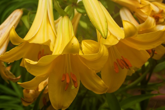 4K Yellow Lilies Closeup