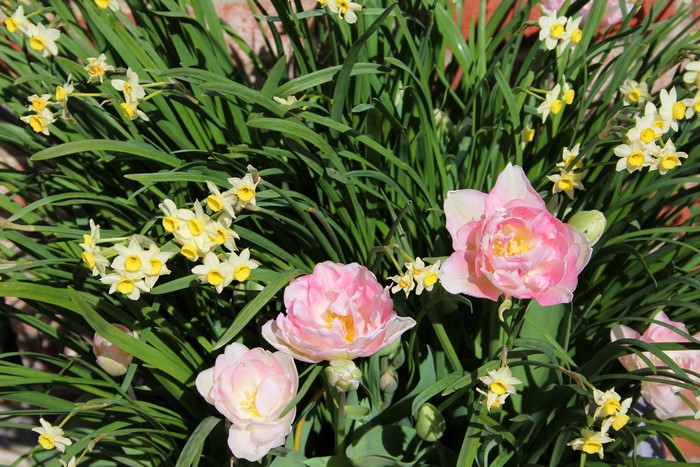 Pink Tulips and Yellow Daffodils