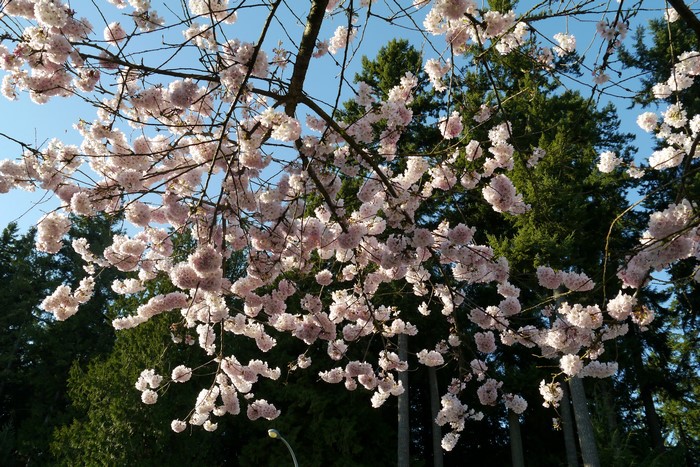 Cherry blossoms against a blue sky and evergreen trees