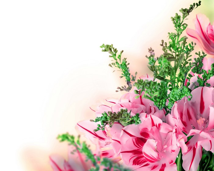 4K Pink Tulips Closeup