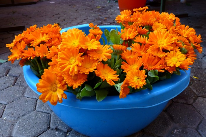 Orange Calendula Flowers in a Blue Pot