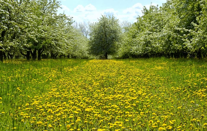 Field of Dandelions with Flowering Trees in Spring