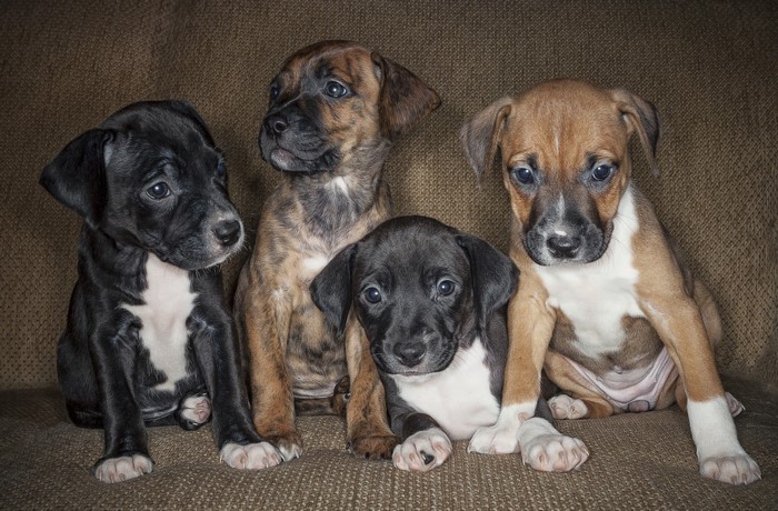 Four puppies sitting on a brown couch