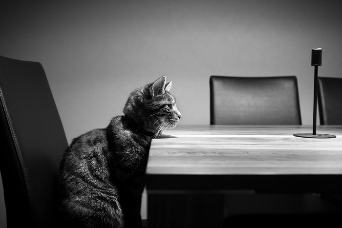 Cat sitting at a table with chairs and a candlestick