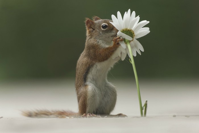 Squirrel smelling a white daisy flower