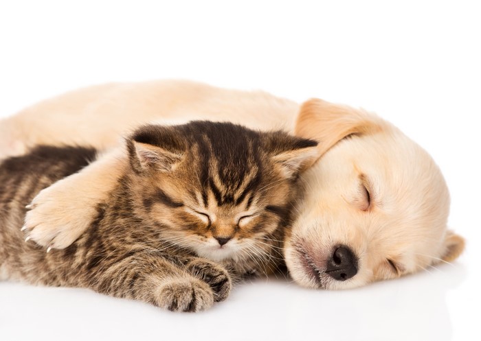 Puppy and Kitten Sleeping Together