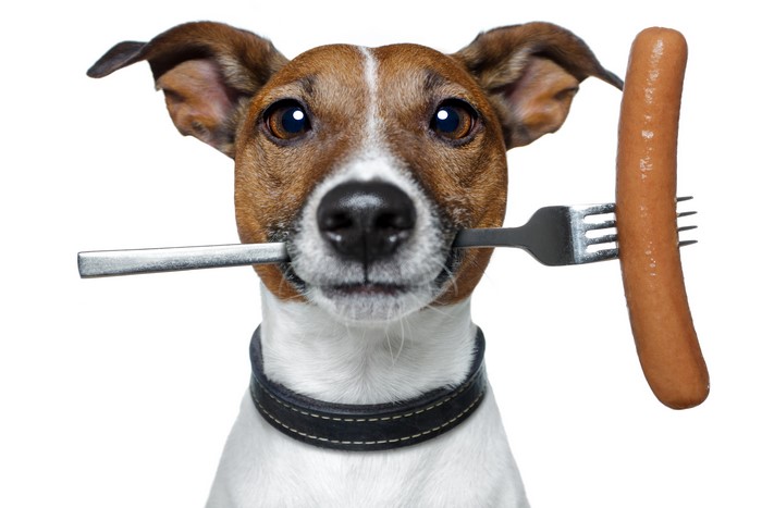 Jack Russell terrier with fork and sausage