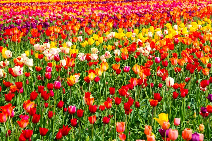 Field of colorful tulips in bloom