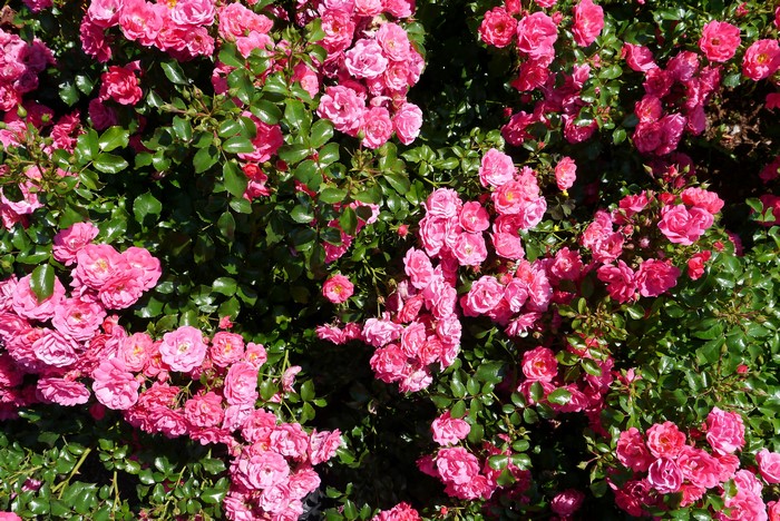 4K Pink Roses Shrubs