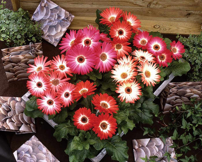 Gerberas in a planter with decorative stone paper