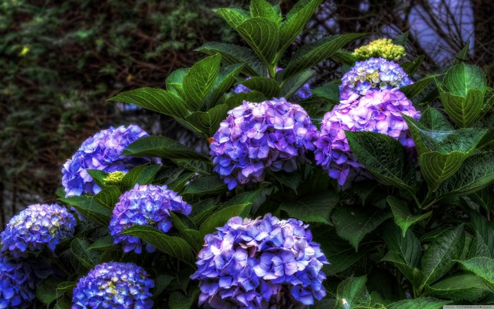 Purple Hydrangeas with Green Leaves