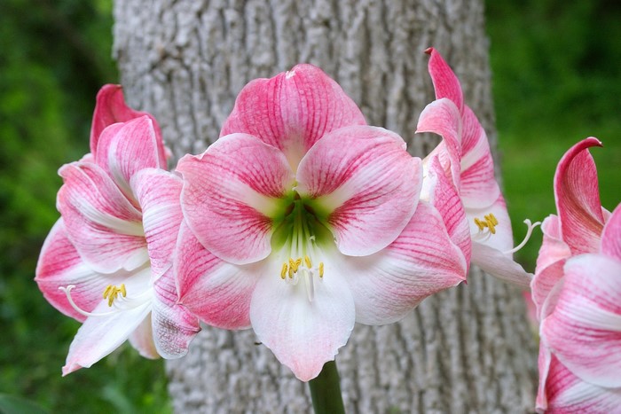 Pink and white Amaryllis flowers