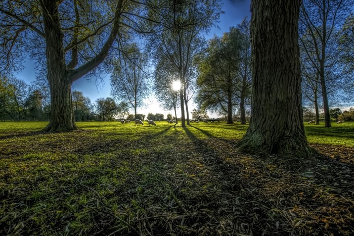 Sheep grazing in a sunlit meadow with trees