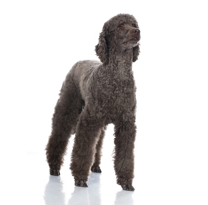 A brown poodle stands on a white background