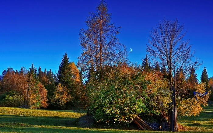 Autumn forest with a crescent moon in a blue sky