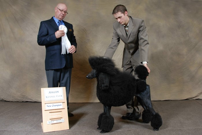 Man presenting award to a black poodle at Avalon Kennel Club