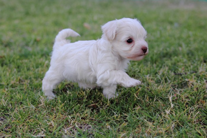 White Poodle Puppy Walking on Grass