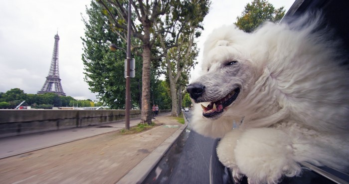 White Poodle in Paris with Eiffel Tower