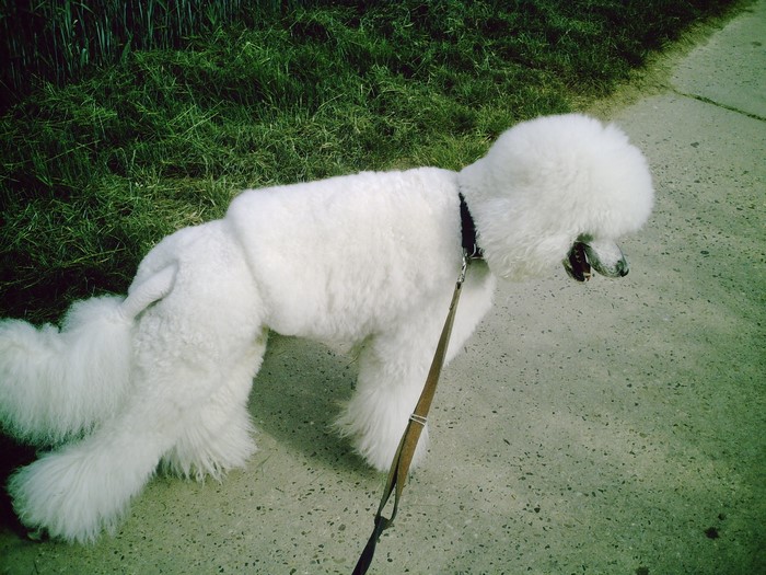 White Poodle on a Leash Next to Grass
