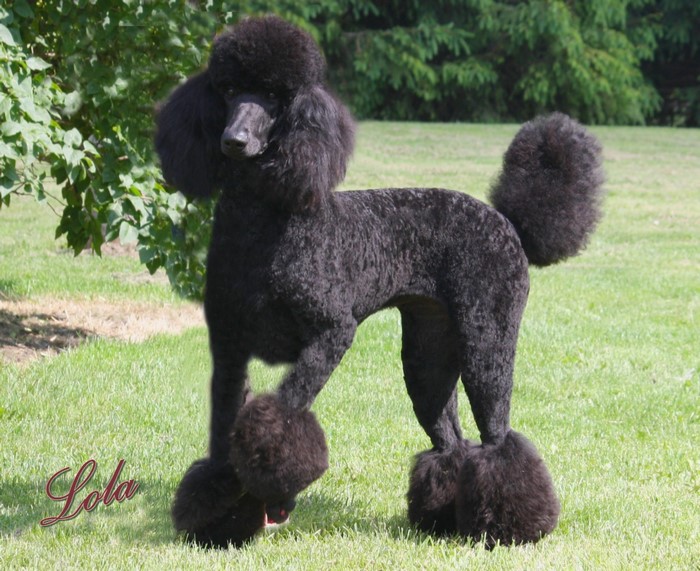 Black Poodle named Lola standing on grass