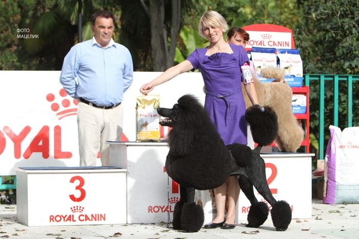 4K Dogs Poodle Royal Canin