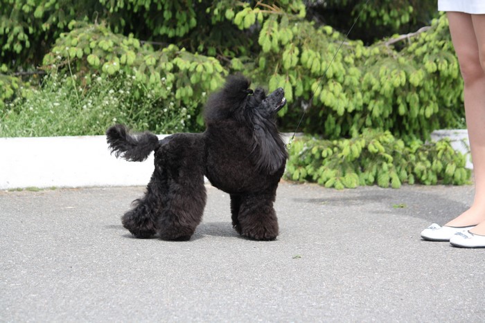 Black Poodle on a Leash