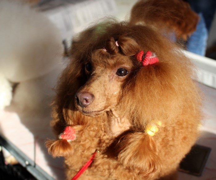 Ginger Poodle with Red Bows