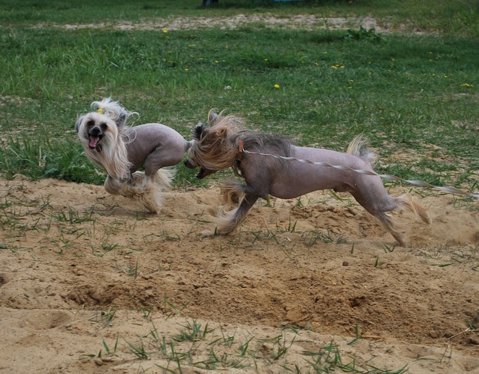 Two Chinese Crested dogs running on sand