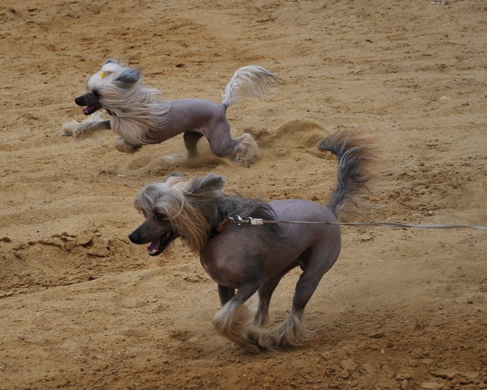 Two Chinese Crested dogs running on sand