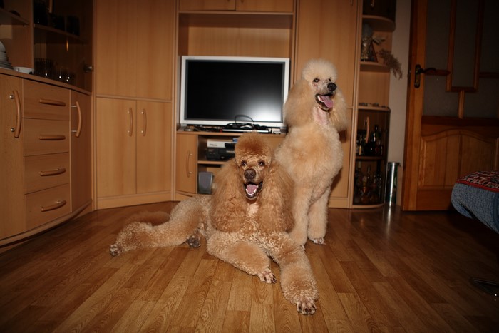Two Poodles in a Room with a TV