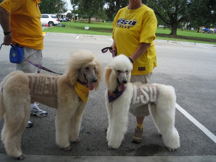 Two Poodles with LSU Tigers themed grooming