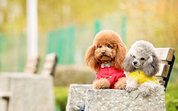 Two poodles sitting on a bench in autumn