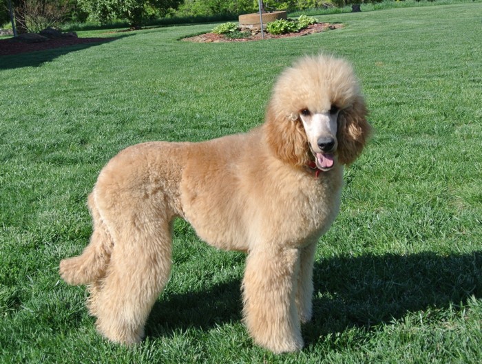 A tan poodle stands on a green lawn.