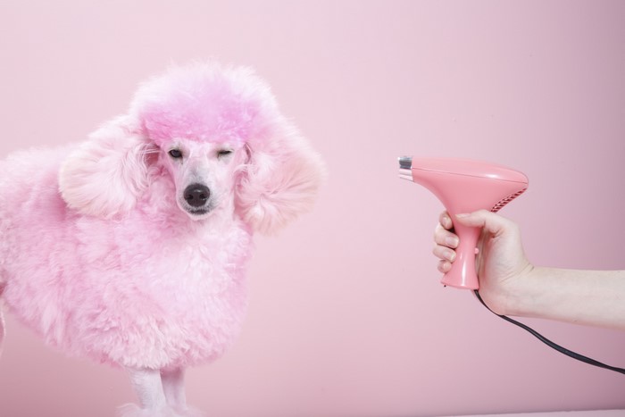 Pink Poodle with a Pink Hair Dryer