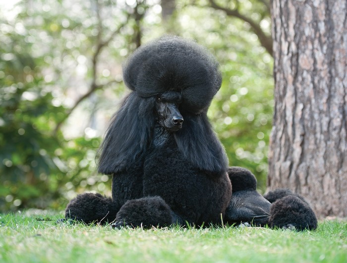 Black Poodle sitting on grass in a park