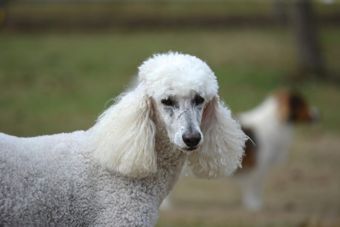White Poodle Dog