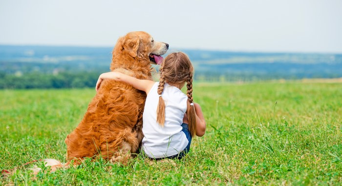 Golden Retriever with a Girl in a Field