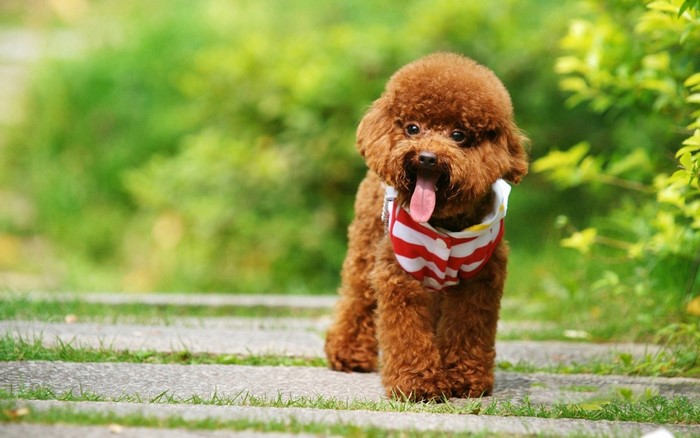 Brown Poodle wearing a bandana in a park