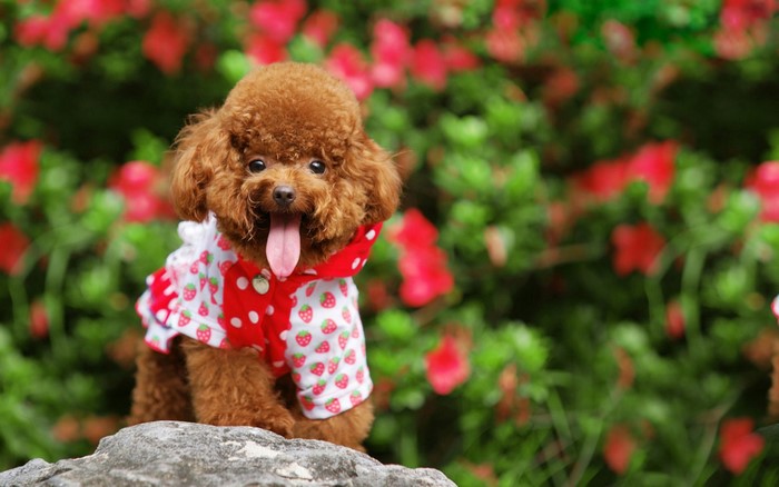 Brown Poodle puppy wearing a strawberry-patterned shirt