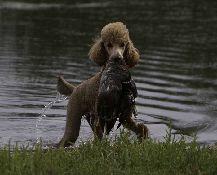 Poodle retrieving a dead bird from water