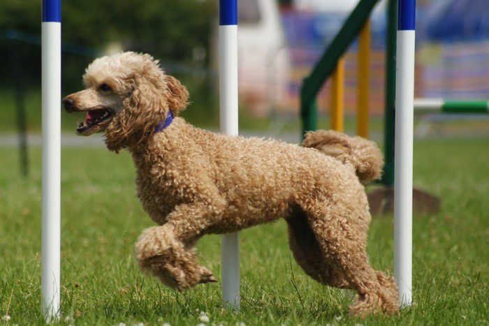 A brown poodle runs through an agility course