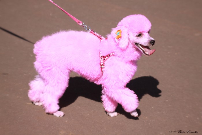 Pink Poodle on a Leash