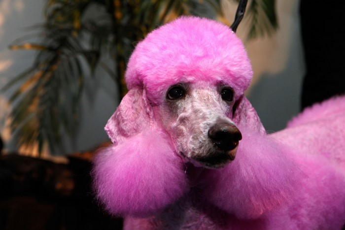 Pink Poodle Dog with Groomed Fur