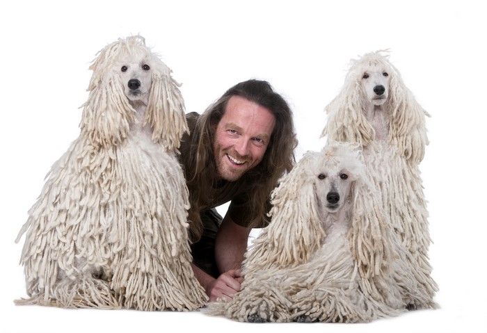 Man with three Poodles