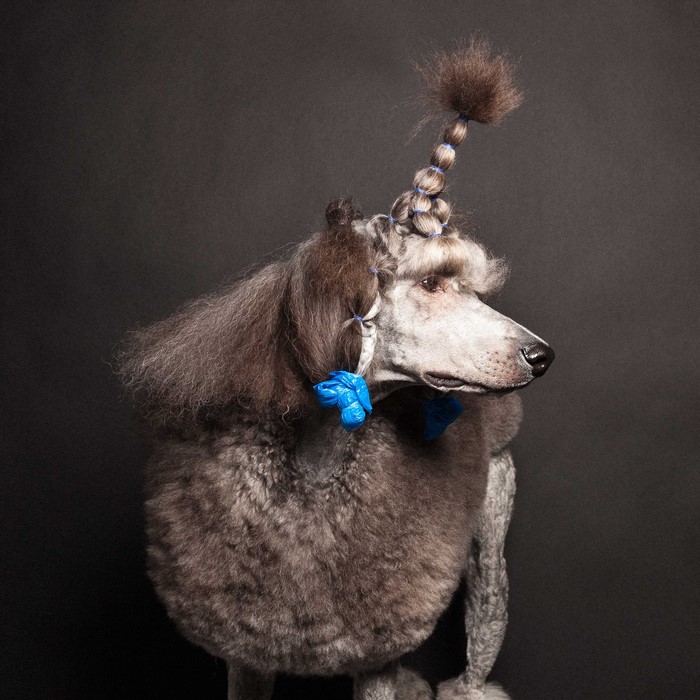 Poodle with braided hair and blue bows