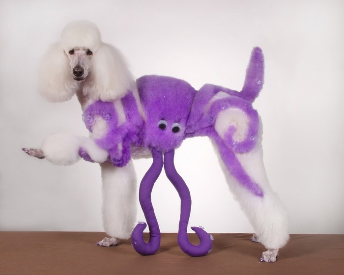 Poodle groomed to look like an octopus