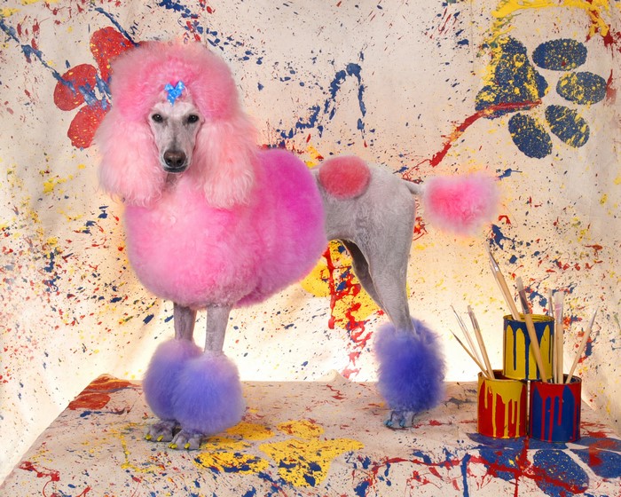 Poodle with pink and purple grooming