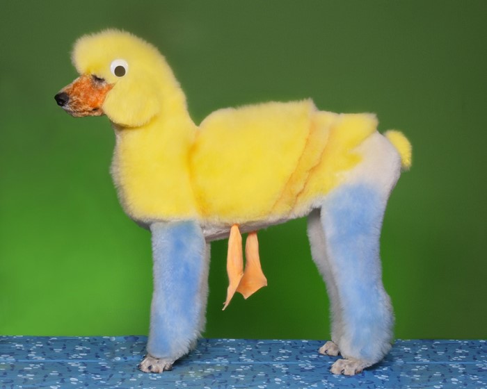 Poodle groomed to look like a duck