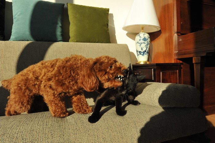 Brown poodle attacking a black cat on a couch