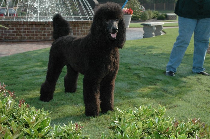 Black Poodle standing on grass near a fountain